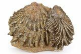 Jurassic Fossil Bivalve (Lopha & Ctenostreon) Cluster - Germany #383597-1